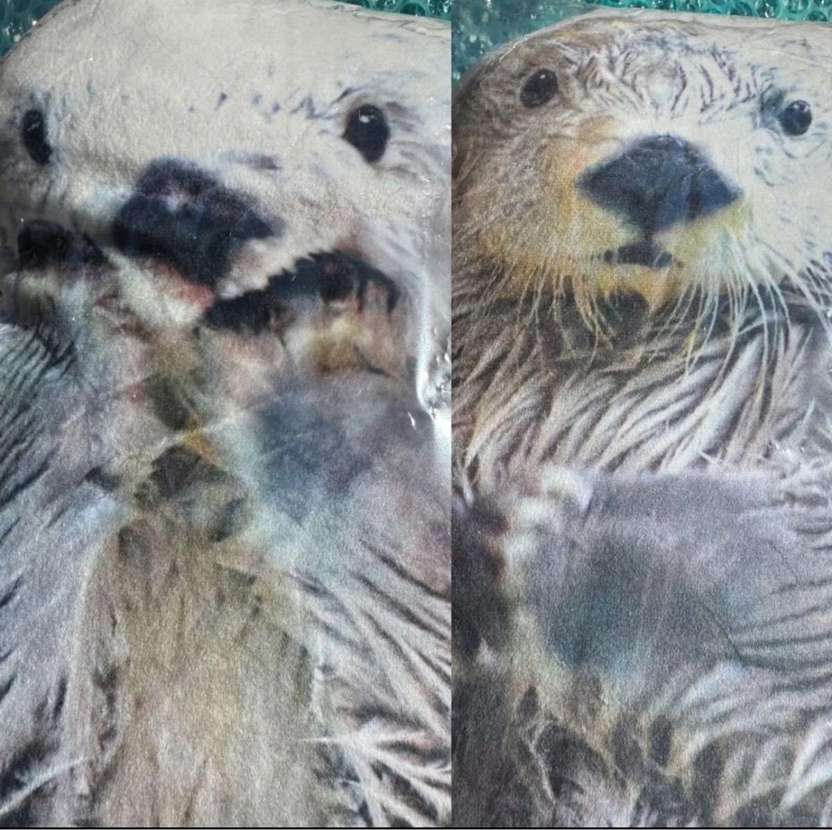 Amazon.co.jp: 鳥羽水族館限定品 ラッコ メイキラ クッション